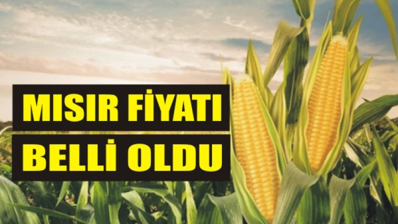 Ağrılı Çftçilerin de Merakla Beklediği Mısır Fiyatı Belli Oldu