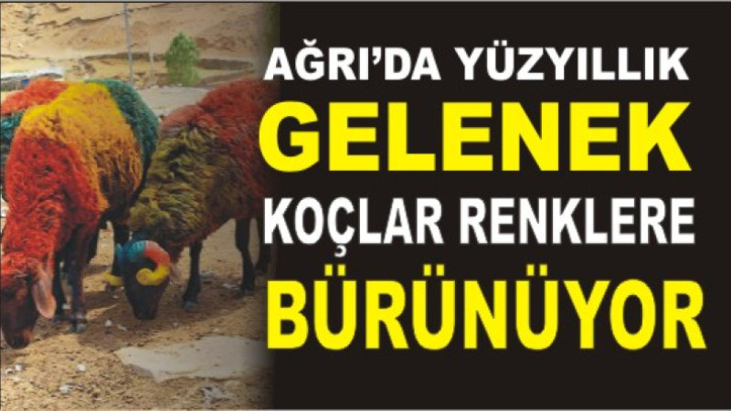 Renkler, Dualar ve Bereket: Doğu Anadolu’da Koç Katımı