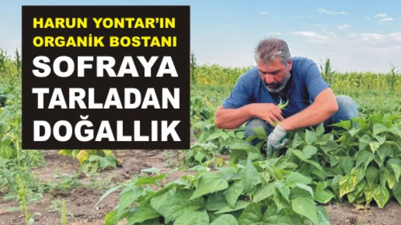 Ağrı’nın Organik Emeği: Harun Yontar’ın Bostanı Sofralara Doğallık Katıyor