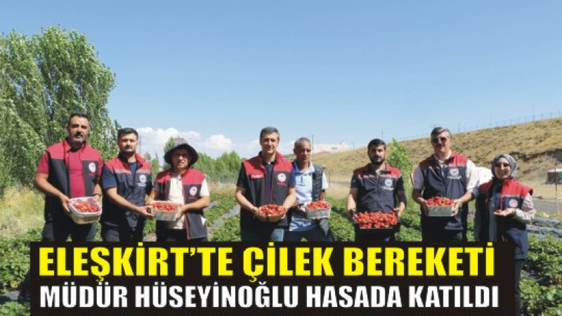 Eleşkirt’te Emeğin Karşılığı Toplanıyor! Hüseyinoğlu Çilek Hasadında